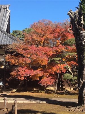 blog