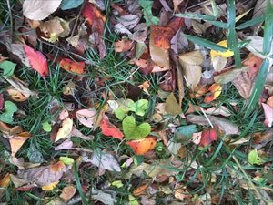 blog